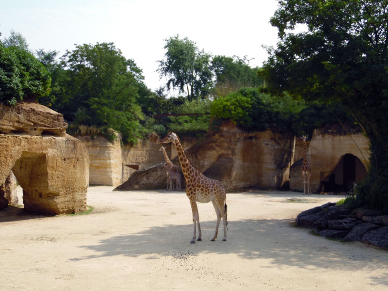 Bioparc Doue